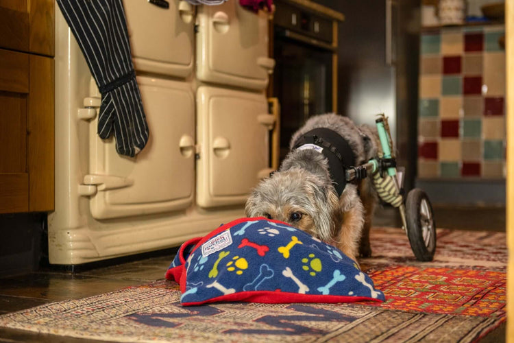 This range is designed with simplicity and practicality in mind. Our foragers provide a gentle yet satisfying forage for ‘golden oldies’, support cognitive dysfunction and encourage movement and exercise. Those with individual needs due to illness or surg