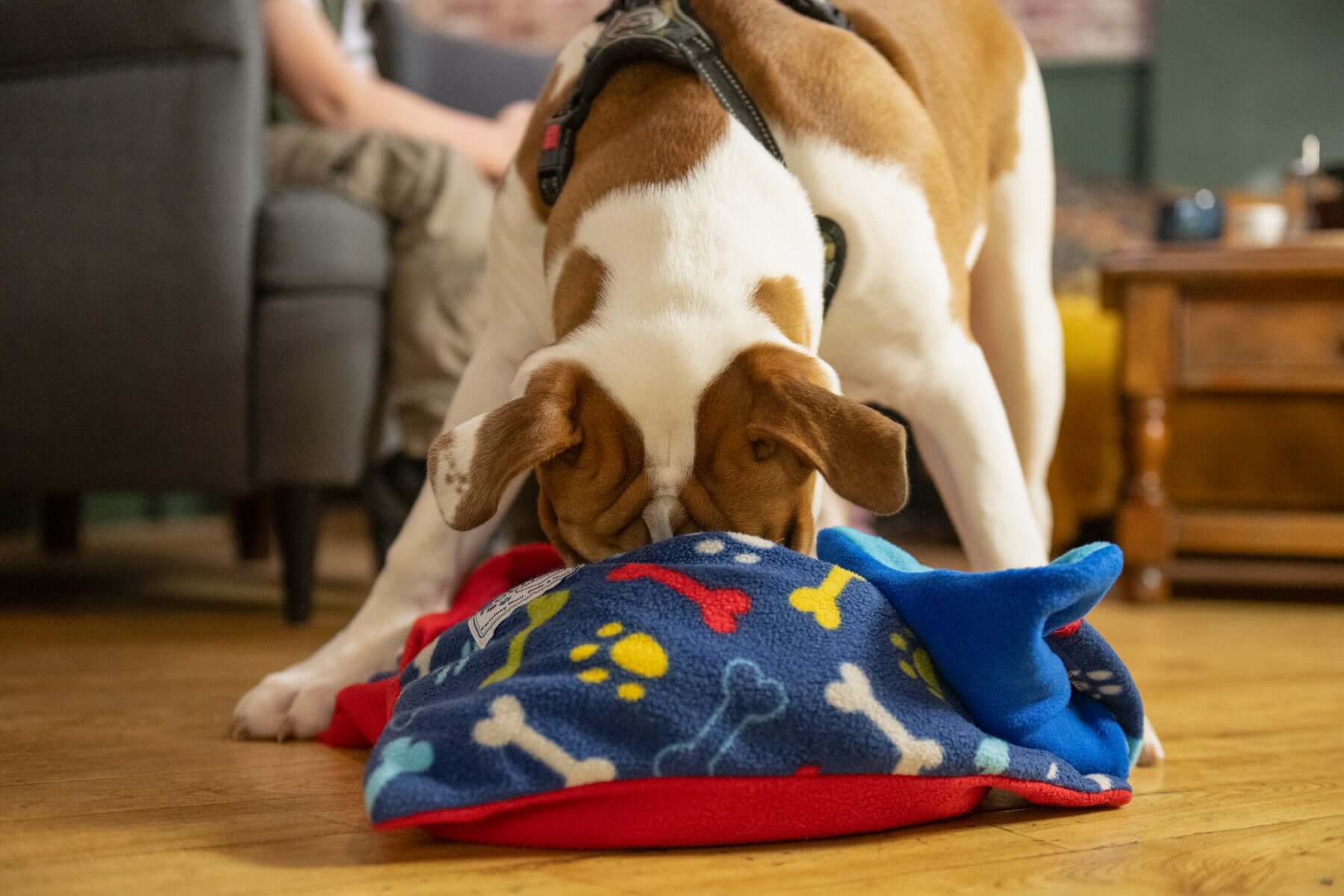 Each PickPocket bean bag forager consists of a large pouch containing organic buckwheat-filled bean bags for your dog rummage through to find treats. The buckwheat husk filling is organic, non-toxic and naturally hypoallergenic, and the husks are safely e